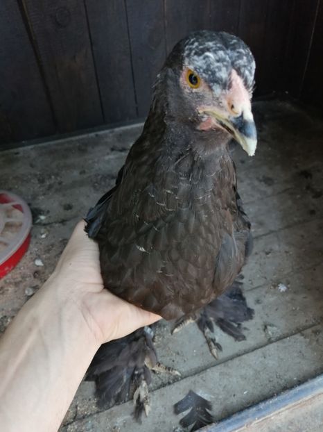  - Brahma potarnichiu albastru silver Orange bobat si HI