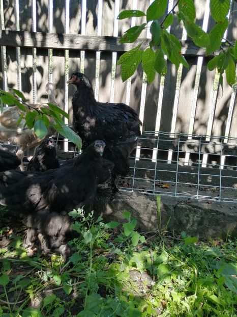  - Brahma potarnichiu albastru silver Orange bobat si HI