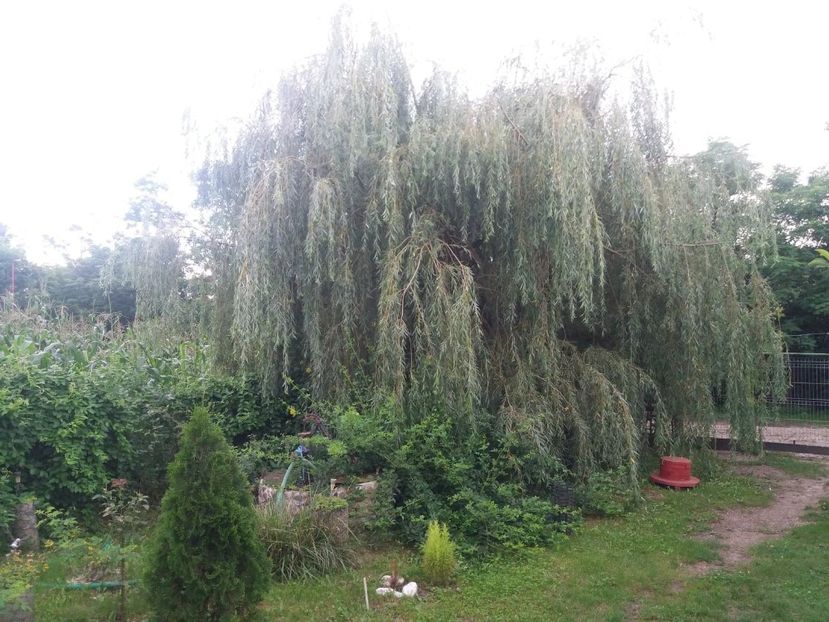  - curtea in vara 2020