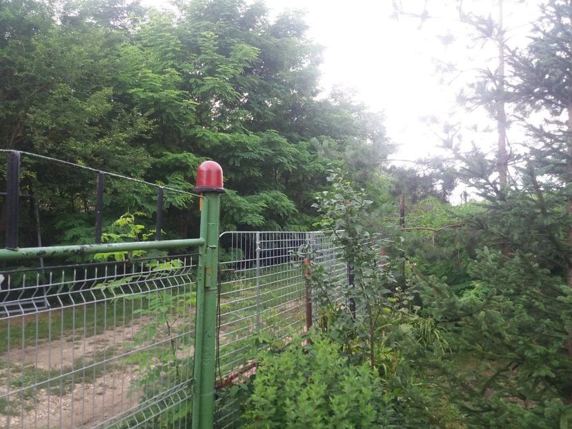  - curtea in vara 2020