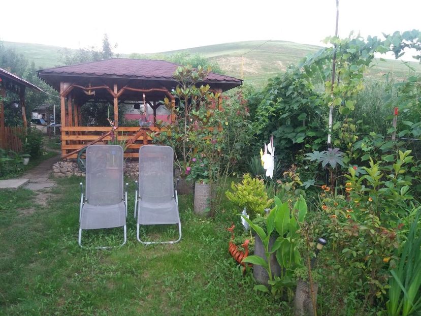  - curtea in vara 2020