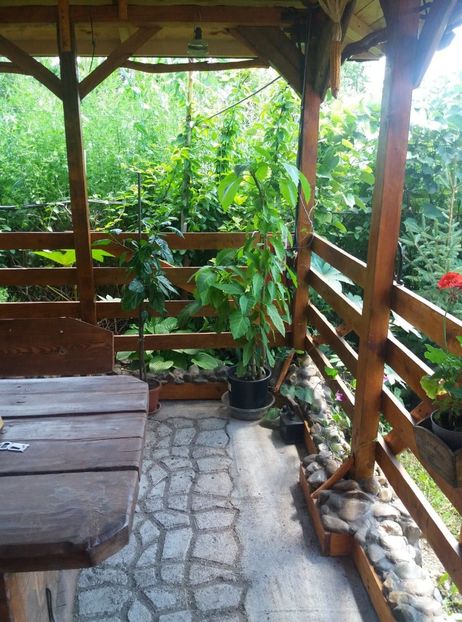  - curtea in vara 2020