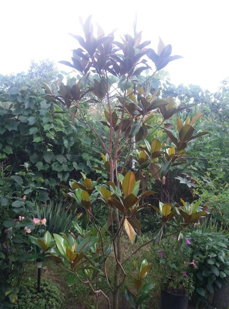  - curtea in vara 2020