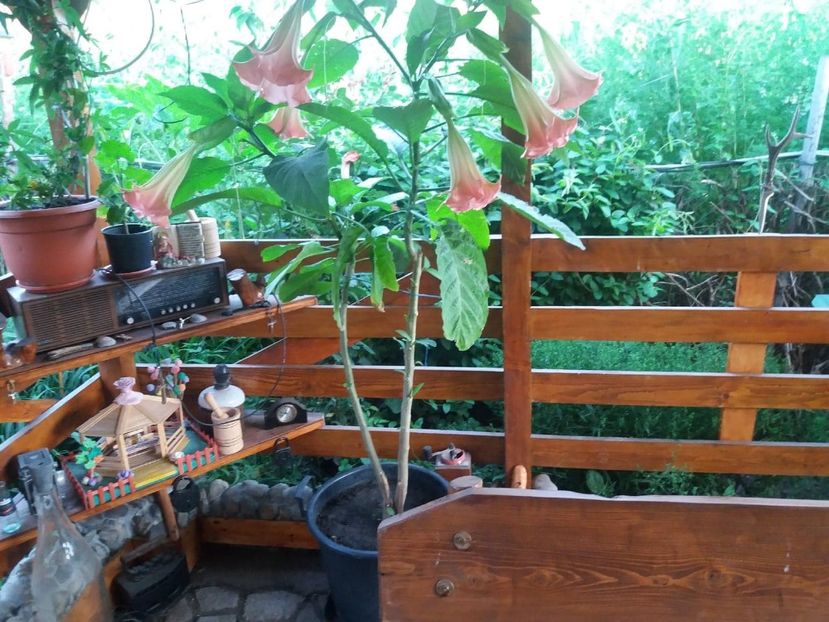  - curtea in vara 2020