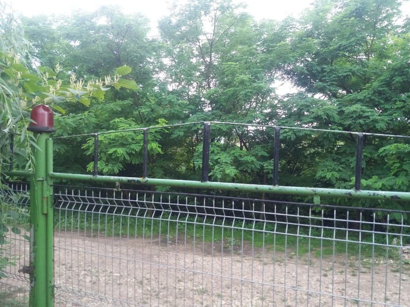  - curtea in vara 2020