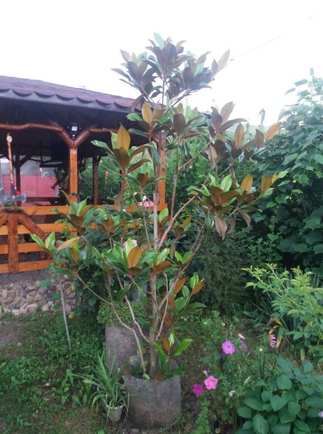  - magnoliile mele