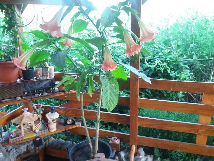  - Brugmasia si datura