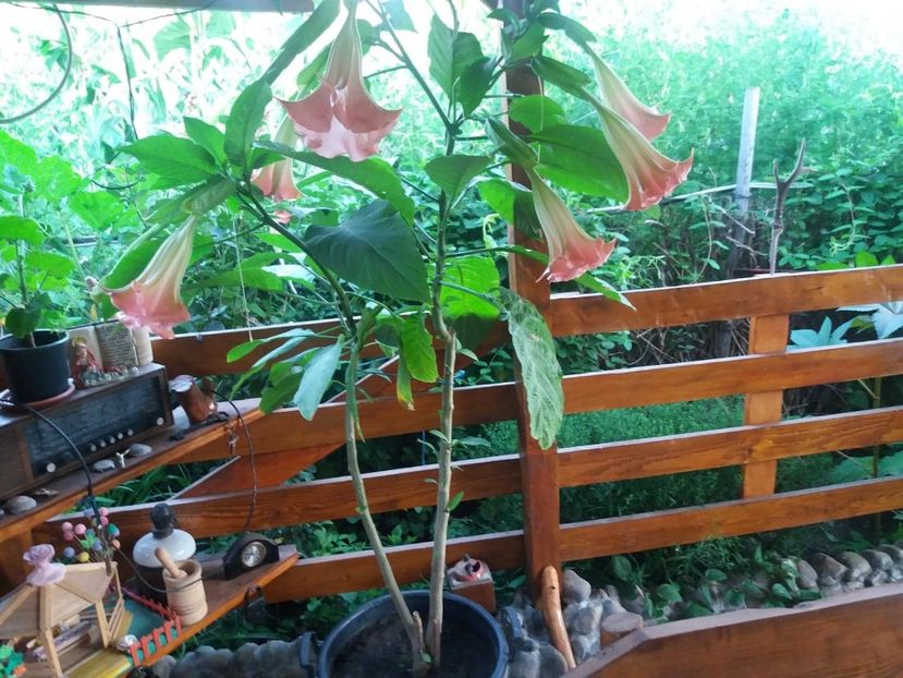  - Brugmasia si datura