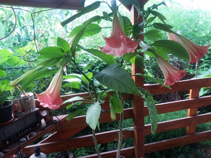  - Brugmasia si datura