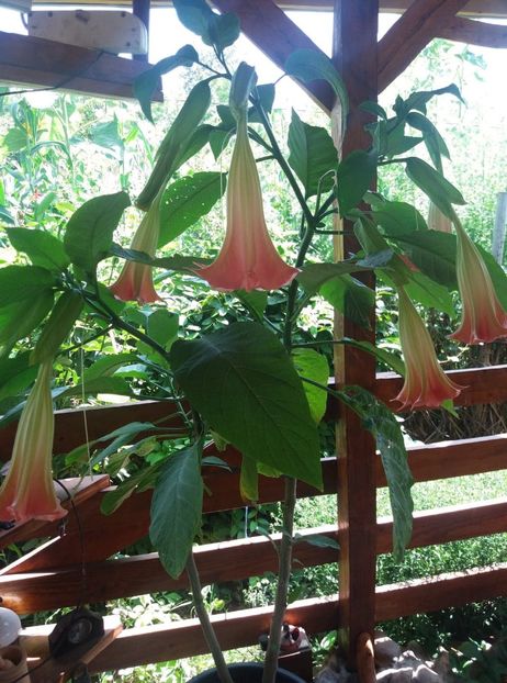  - Brugmasia si datura