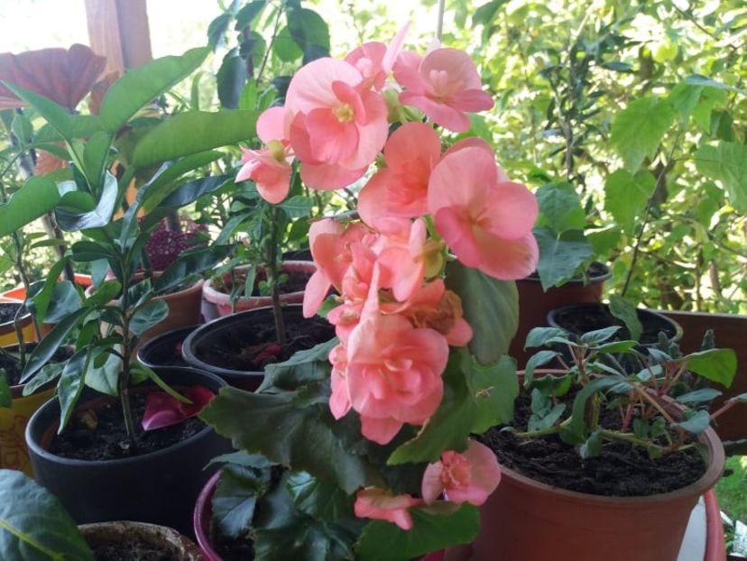 begonia - 2020 flori de camera