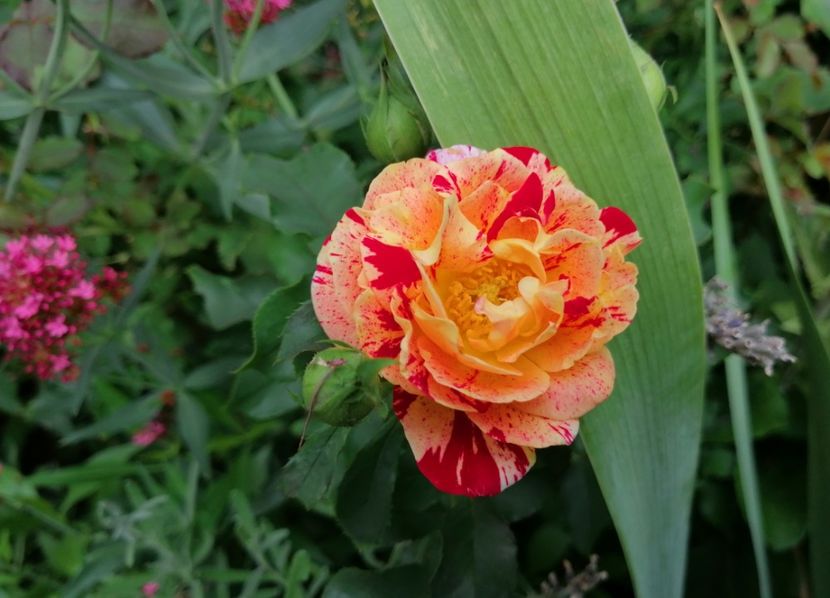  - 2020 mai iunie iulie