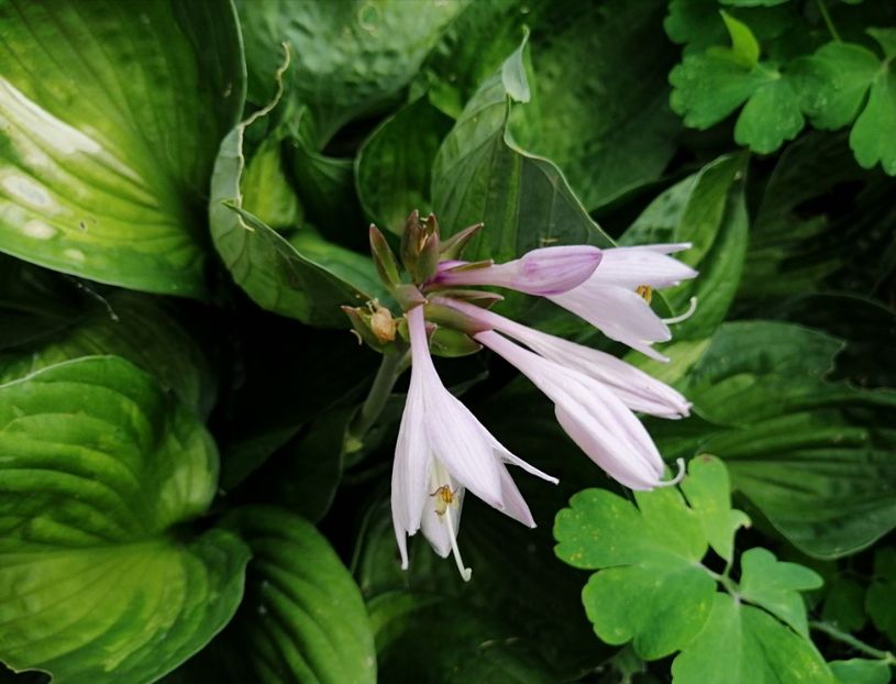  - 2020 mai iunie iulie