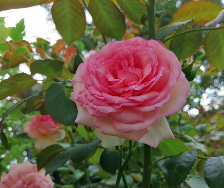  - 2020 mai iunie iulie