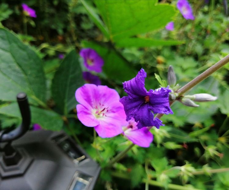  - 2020 mai iunie iulie