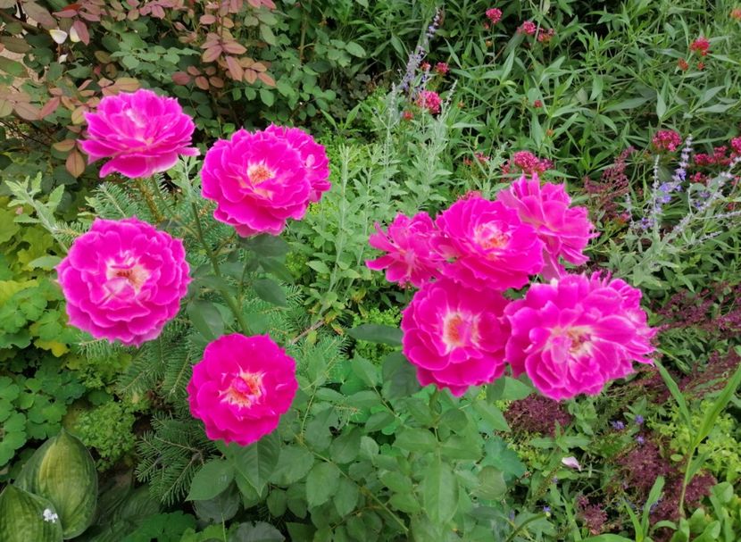  - 2020 mai iunie iulie