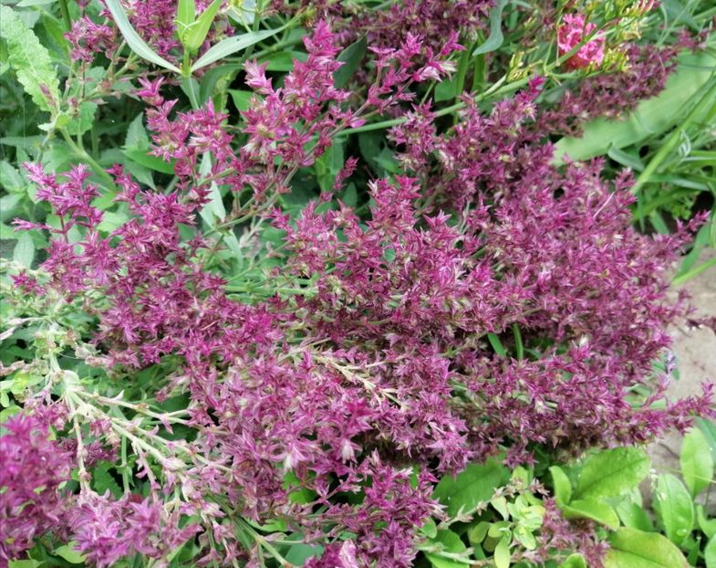  - 2020 mai iunie iulie