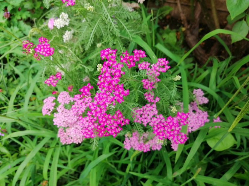  - 2020 mai iunie iulie