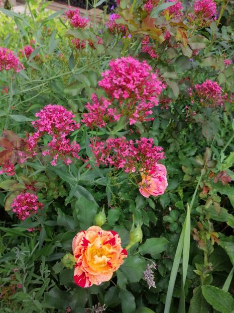  - 2020 mai iunie iulie