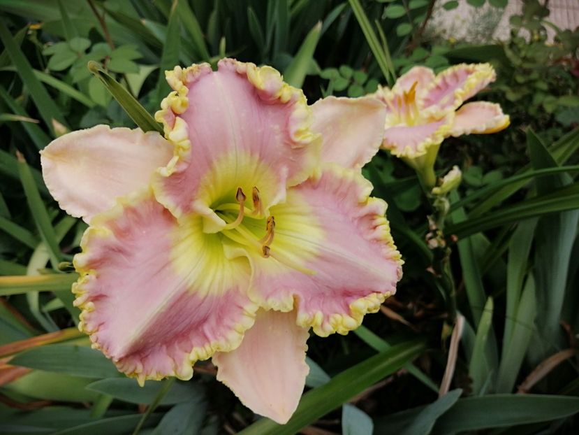  - 2020 mai iunie iulie