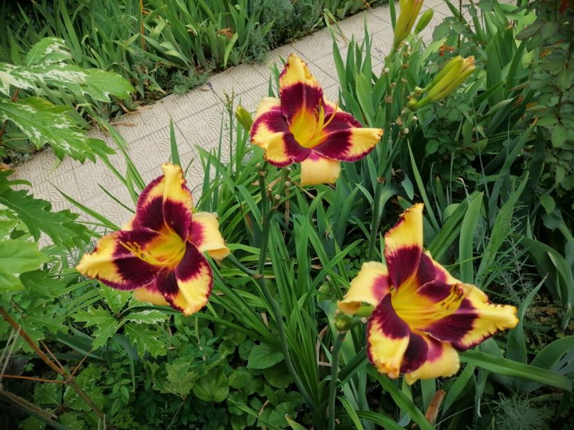  - 2020 mai iunie iulie