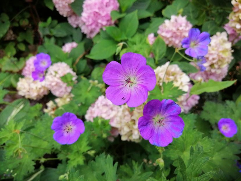  - 2020 mai iunie iulie