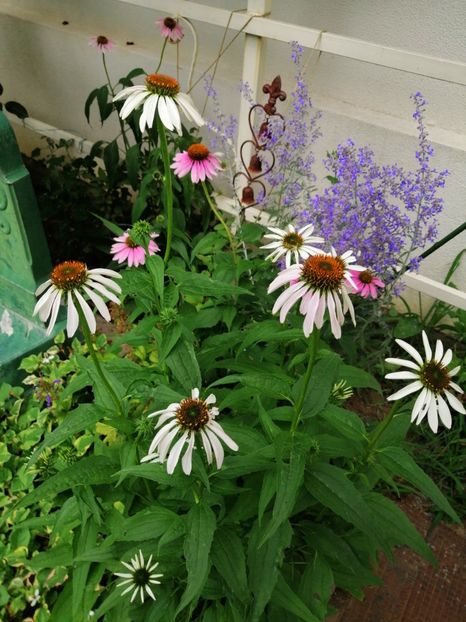  - 2020 mai iunie iulie