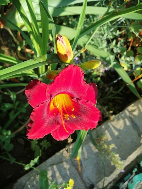  - 2020 mai iunie iulie