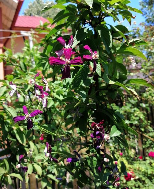  - 2020 mai iunie iulie