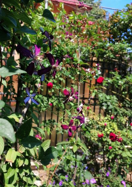  - 2020 mai iunie iulie