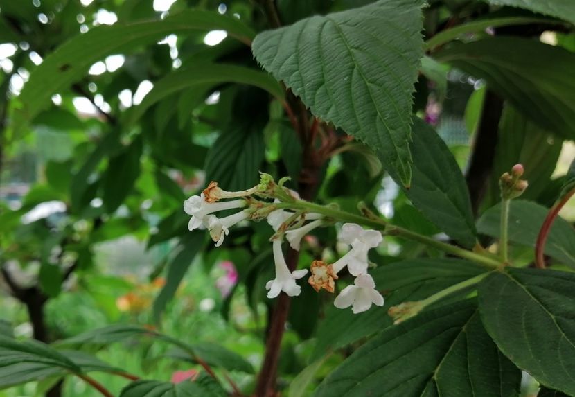  - 2020 mai iunie iulie