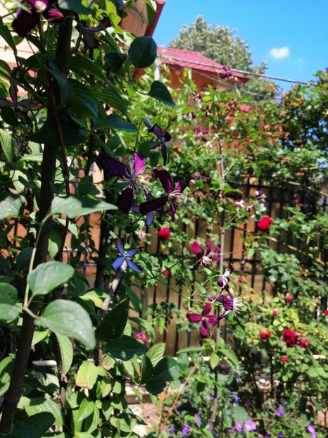  - 2020 mai iunie iulie