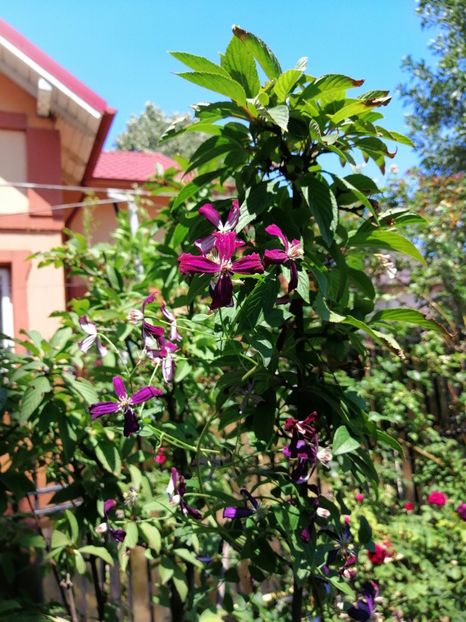  - 2020 mai iunie iulie