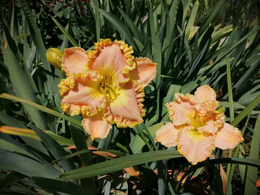  - 2020 mai iunie iulie