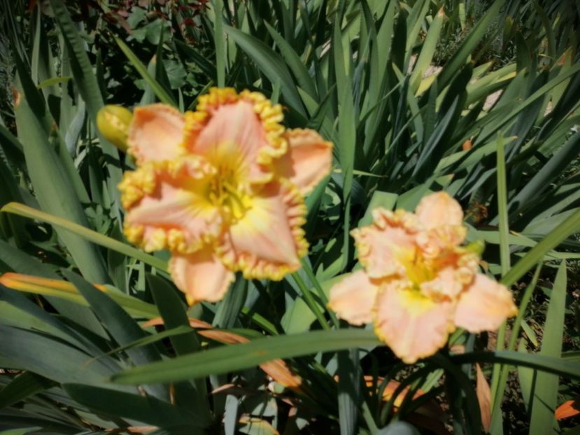  - 2020 mai iunie iulie