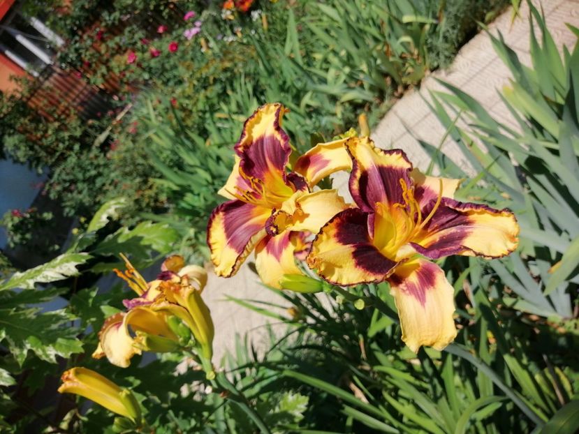  - 2020 mai iunie iulie