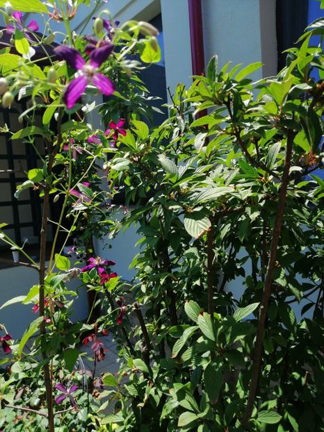  - 2020 mai iunie iulie