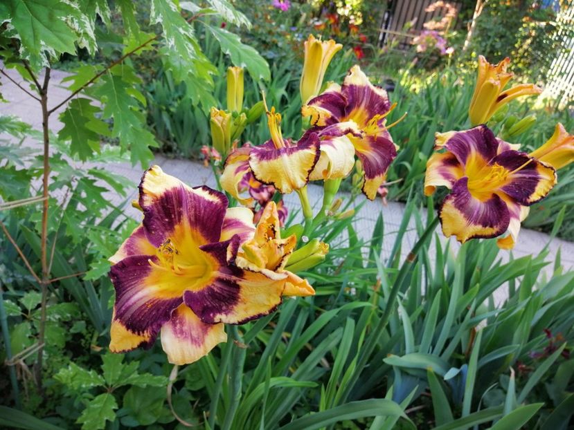  - 2020 mai iunie iulie