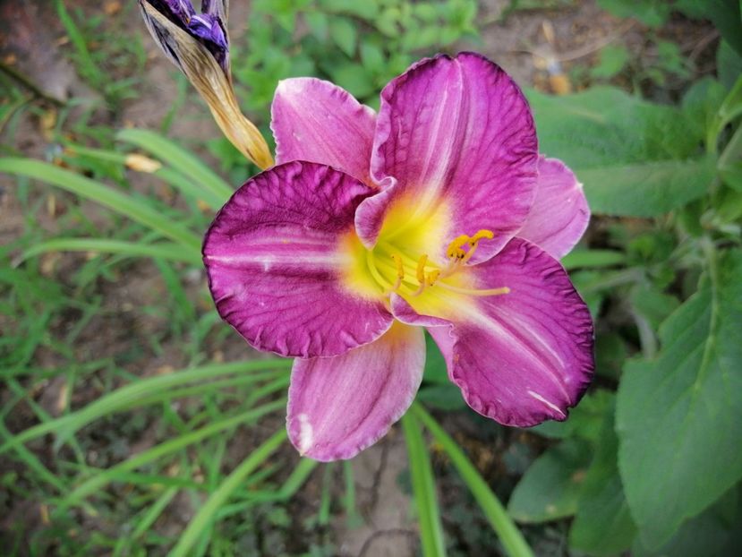  - 2020 mai iunie iulie