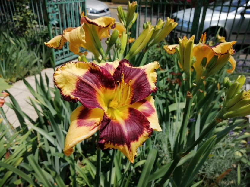  - 2020 mai iunie iulie