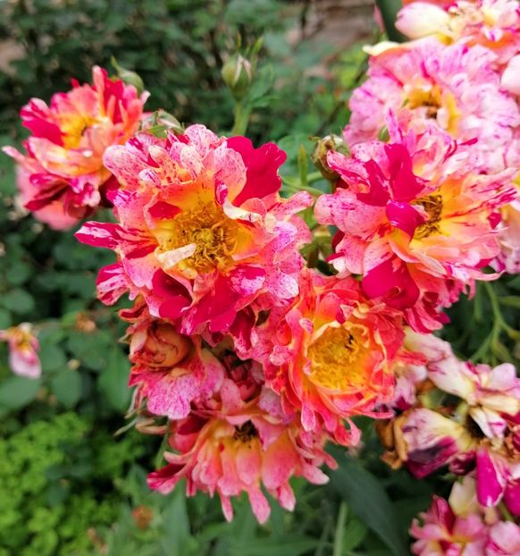  - 2020 mai iunie iulie