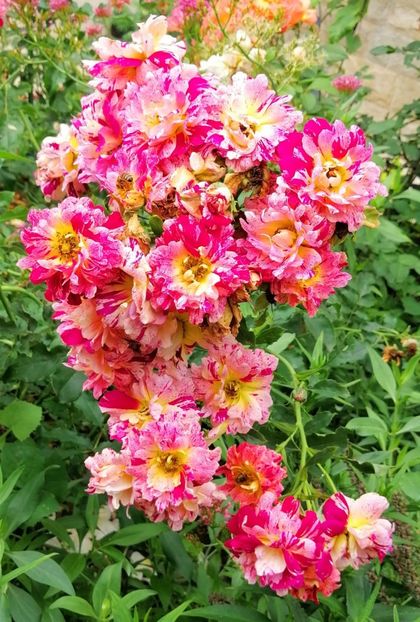  - 2020 mai iunie iulie