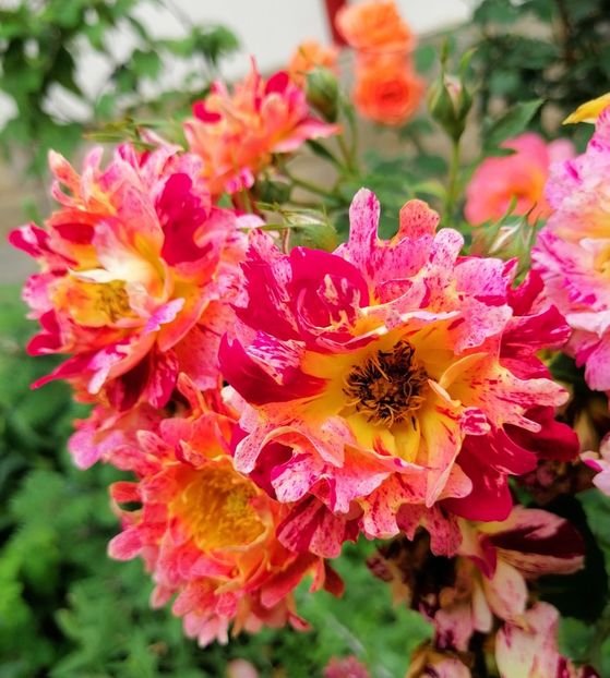  - 2020 mai iunie iulie