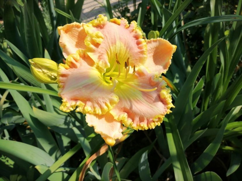  - 2020 mai iunie iulie