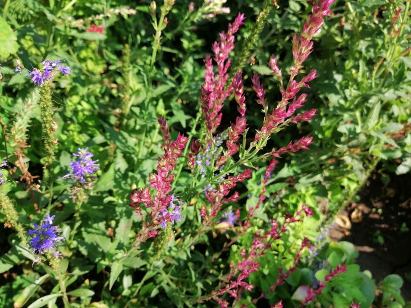  - 2020 mai iunie iulie