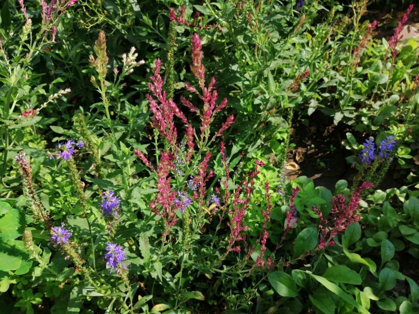  - 2020 mai iunie iulie