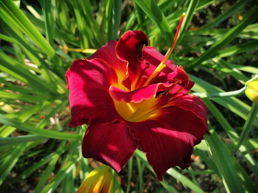  - 2020 mai iunie iulie