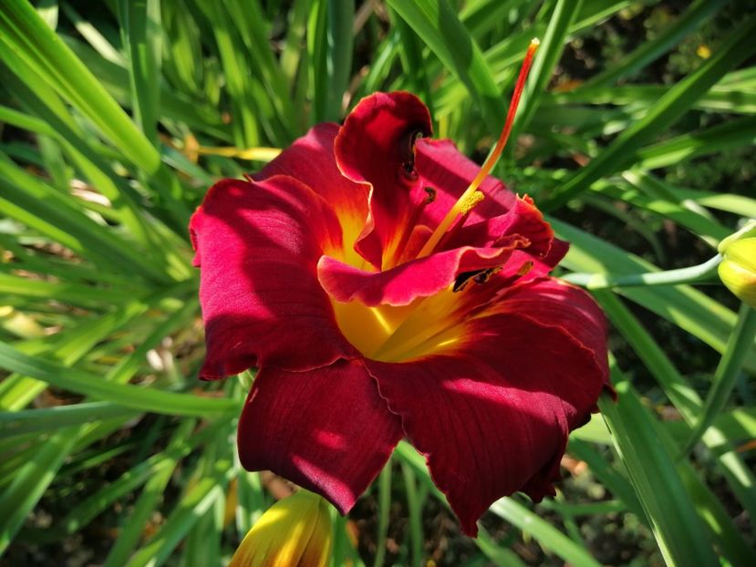  - 2020 mai iunie iulie