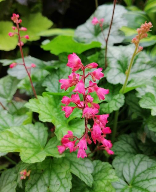  - 2020 mai iunie iulie