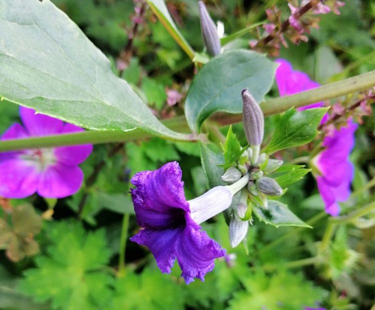  - 2020 mai iunie iulie